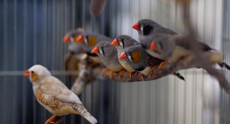 Junge Zebrafinken imitieren den Gesang eines ausgewachsenen Finken, um später Weibchen anzulocken. 