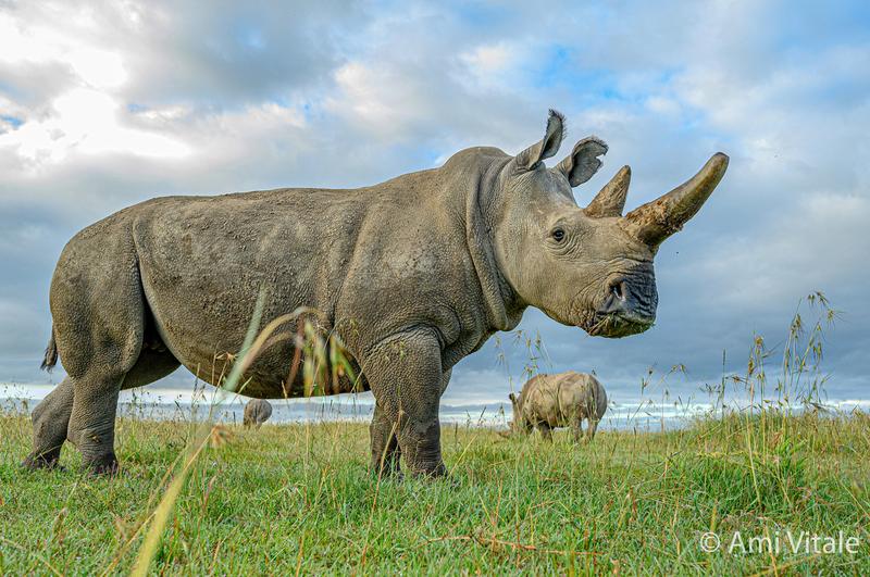 Nördliches Breitmaulnashorn