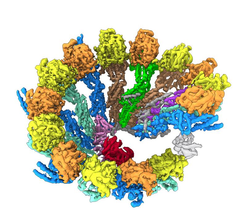 Cryo-EM-Struktur der γ-TuRC Spirale. Die verschiedenen Bestandteile des Komplexes wurden unterschiedlich eingefärbt.