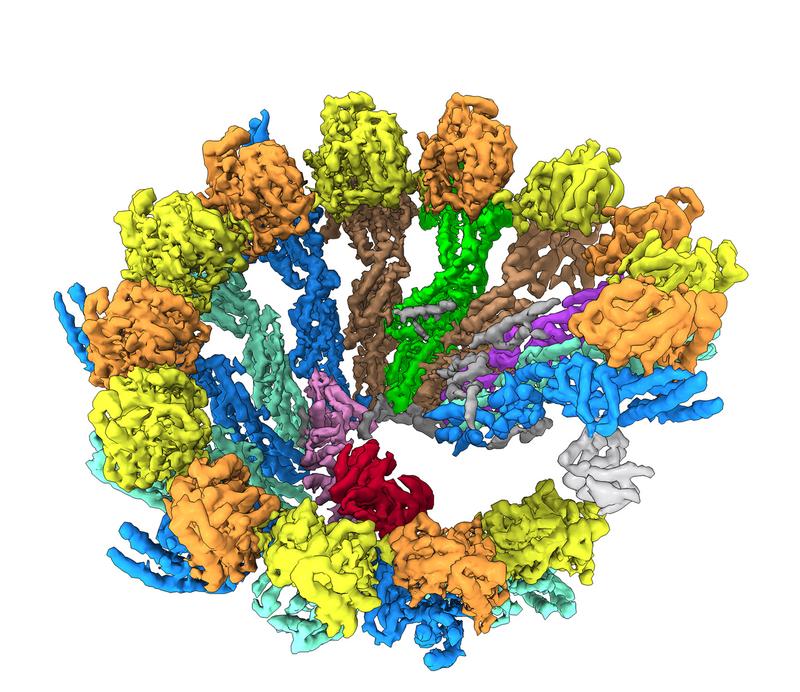 Cryo-EM structure of the γ-TuRC spiral. The components of the complex were coloured differently