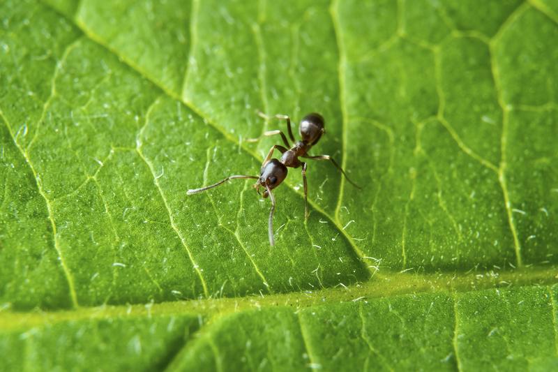 Artgentine ant Worker