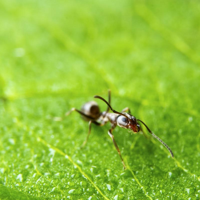 Artgentine ant Worker
