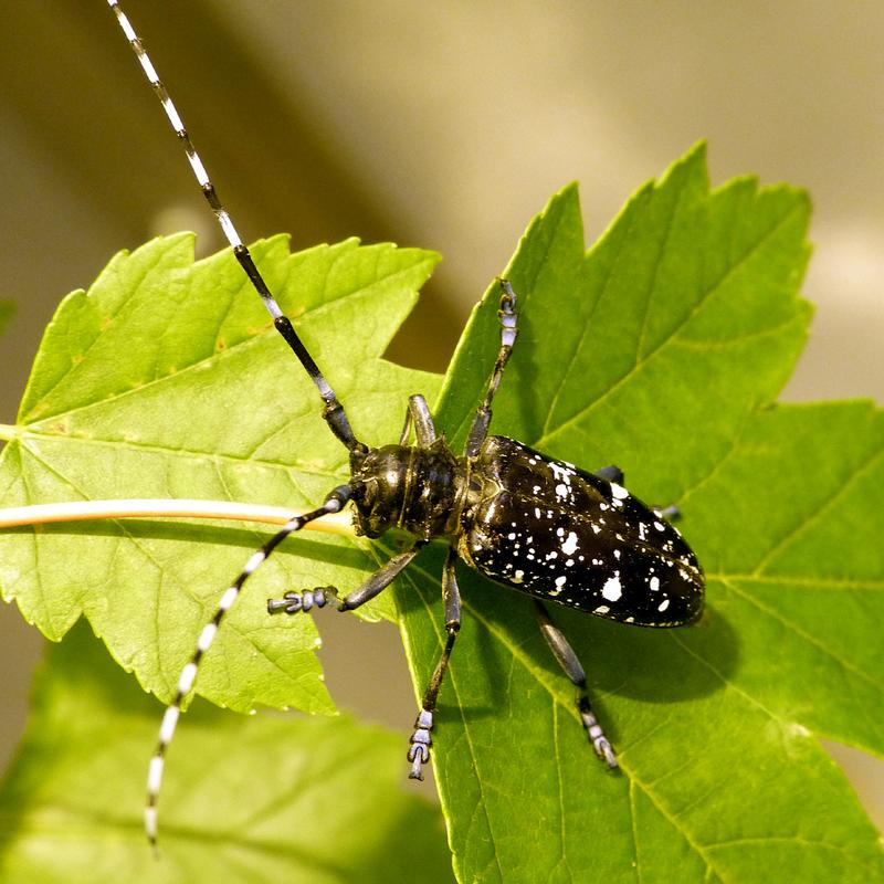 Der Asiatische Laubholzbockkäfer (ALB) ist mit einheimischen Käferarten kaum zu verwechseln. 