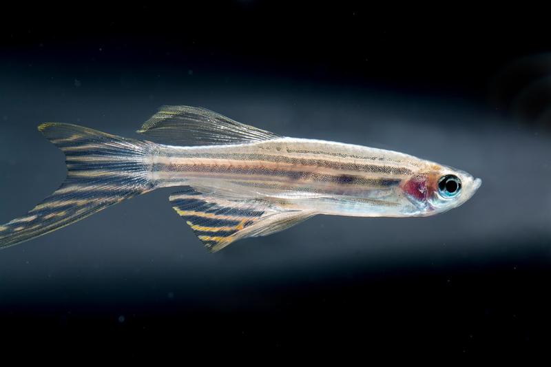 Zebrafish (Danio rerio)