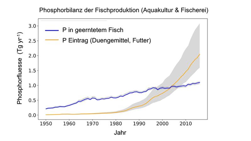 Phosphorbilanz (P) der globalen Fischproduktion von 1950 bis 2016