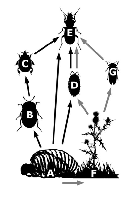 Apart from carrion-eating arthropods, Carcasses and their nutrients also benefit nearby plants and insects associated with them. 