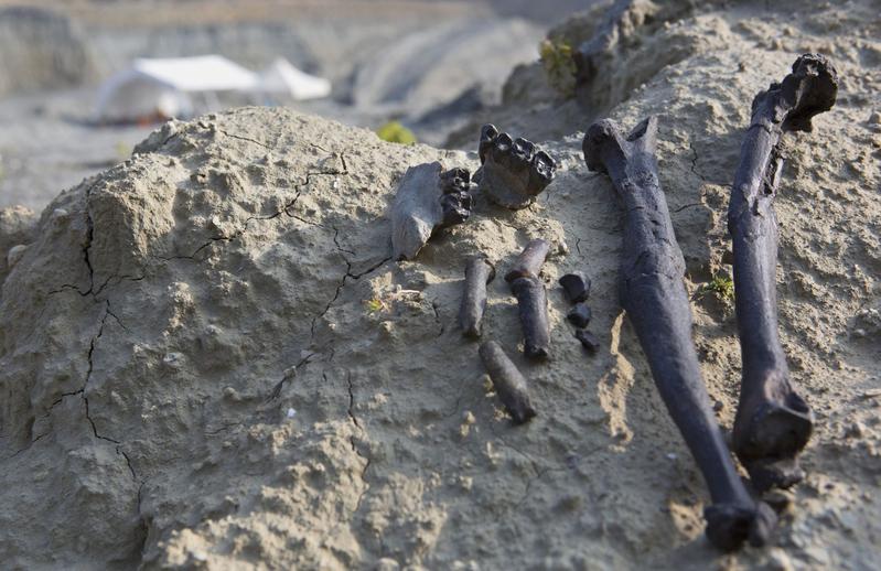 Die Fossilien des Danuvius wurden bei Pforzen im Allgäu gefunden.