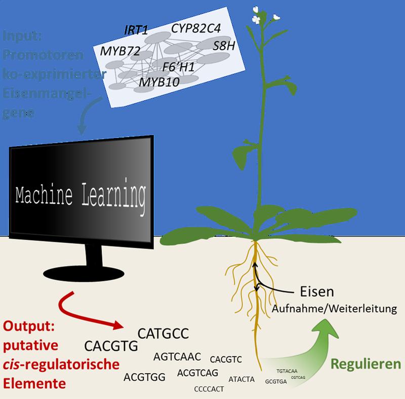 Bioinform. Arbeitsschritte, um die cis-regulatorischen Elemente zu identifizieren. Die Studienergebnisse tragen dazu bei, die genetische Regulation der Eisenmangelantwort in Pflanzen zu verstehen.