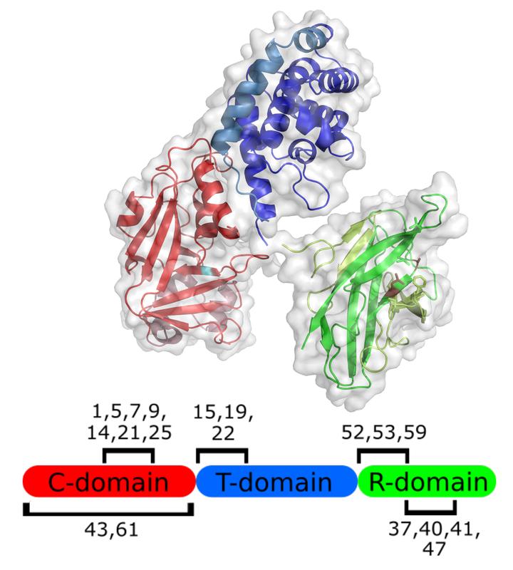 Aufbau des Diphtherie-Toxins: Zellbindung (grün), katalytische Domäne (rot) und Transfer-Domäne (blau).