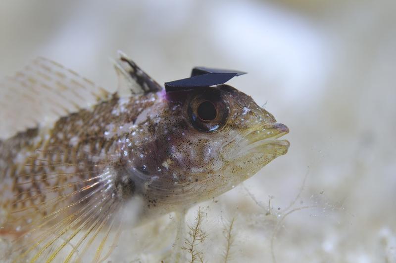 Throwing shade: Tiny hats prevented the Yellow Black-faced Triplefin from reflecting sunlight with its eyes. As a result, hatted triplefins moved closer to scorpionfish than hatless triplefins