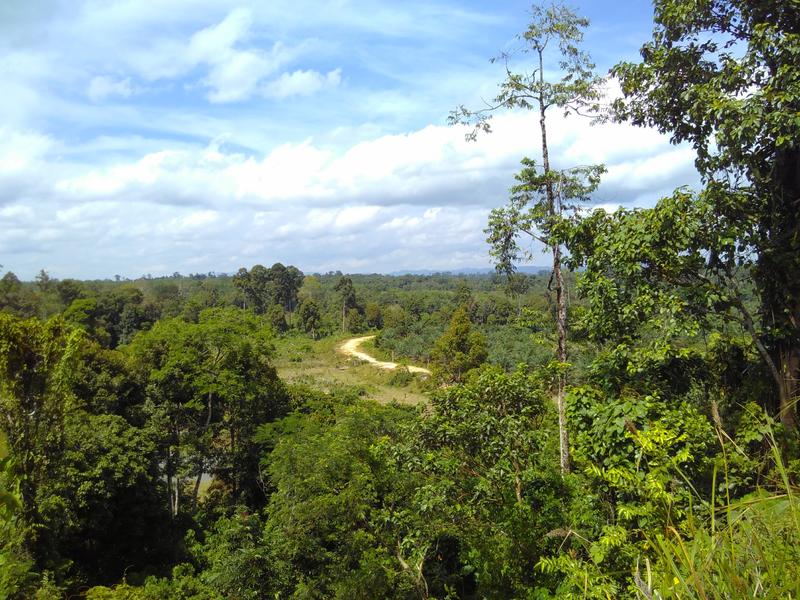 Blick vom Dorf Muara Sekalo in Richtung Nationalpark "Bukit Tigapuluh" in Indonesien.