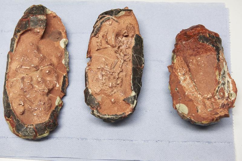 The three oviraptorid eggs studied by scientists at the University of Bonn and the TU Munich. 