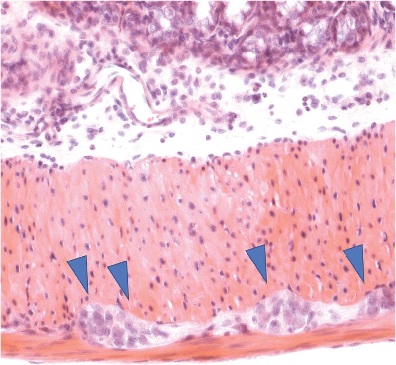 The gut is permeated by nerve cells (embedded in muscle tissue, marked by blue arrows). They form a separate nervous system that for example regulates gastrointestinal motility.