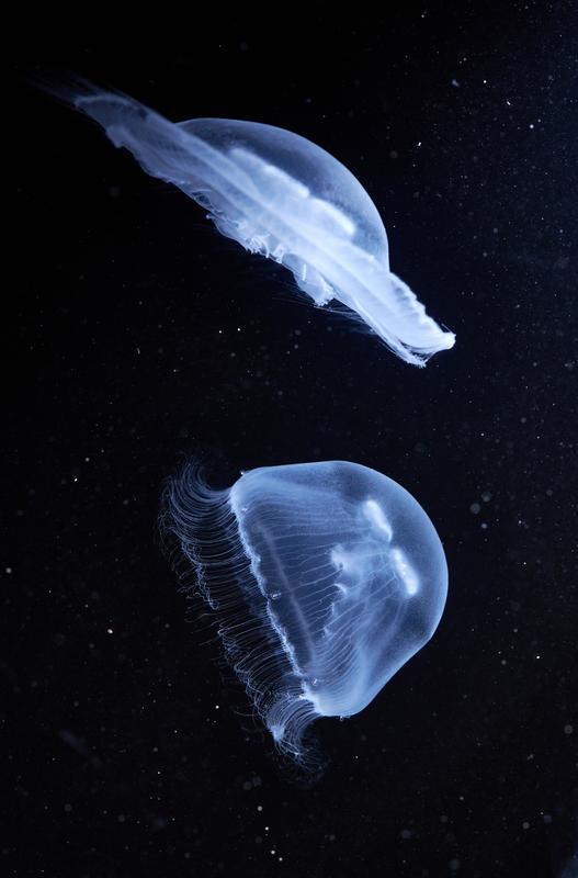 Moon jelly (Aurelia aurita): With their translucent bells, the animals move very efficiently. 