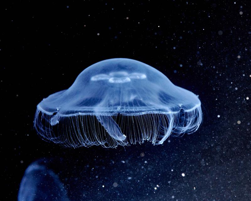 Moon jelly (Aurelia aurita): The picture was taken in the joint aquarium of the Institutes of Genetics and Zoology of the University of Bonn. 