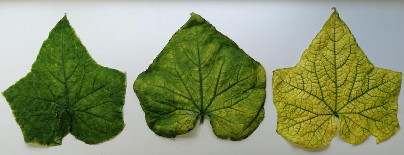 Leaves of a CABYV infected plant, showing symptoms of a lack of chlorophyll
