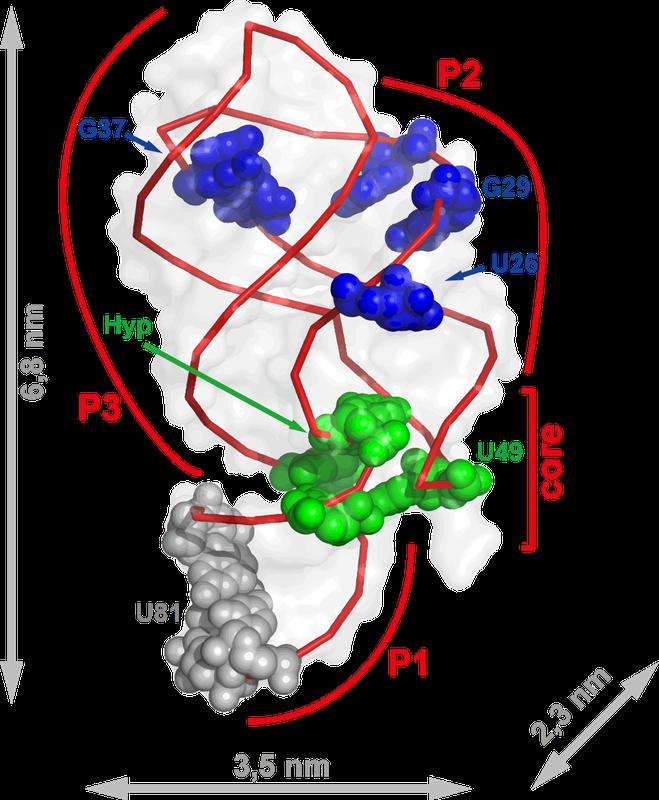 Frankfurt researchers followed the movements of this tiny molecule – just two-thousandths of the thickness of a piece of paper. The RNA aptamer changes its structure when it binds hypoxanthine