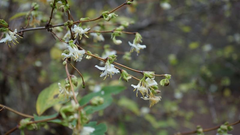 Die Winter-Heckenkirsche, die gerade im Botanischen Garten, wird zutreffend auch Duft-Heckenkirsche genannt, denn auffälliger als die Blütenfarbe ist der süßliche Duft.