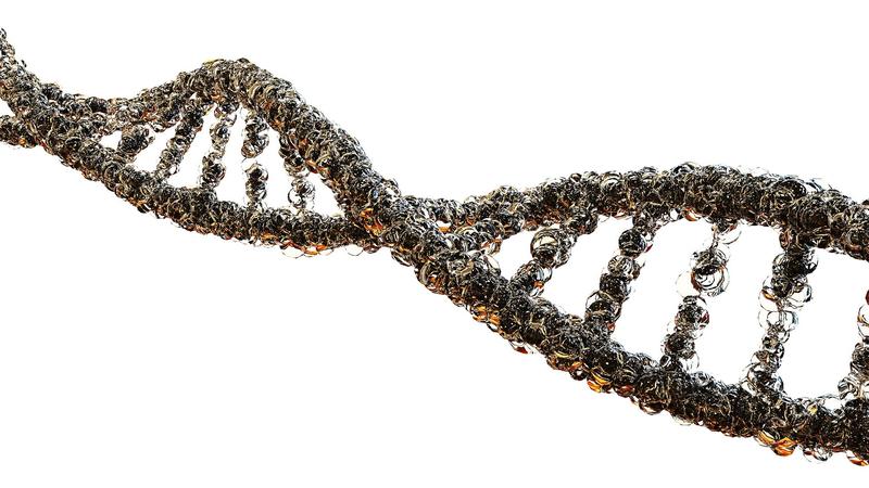 DNA-Strang: Mit Hilfe der DNA werden Erbinformationen von gesunden und kranken Teilnehmern verglichen. 