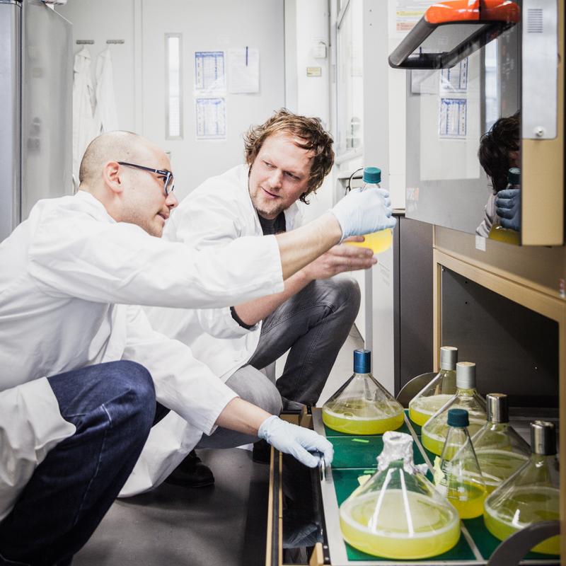 Felix Klatt and Dr. Claus-D. Kuhn (r.) while working with High Five insect cells. 