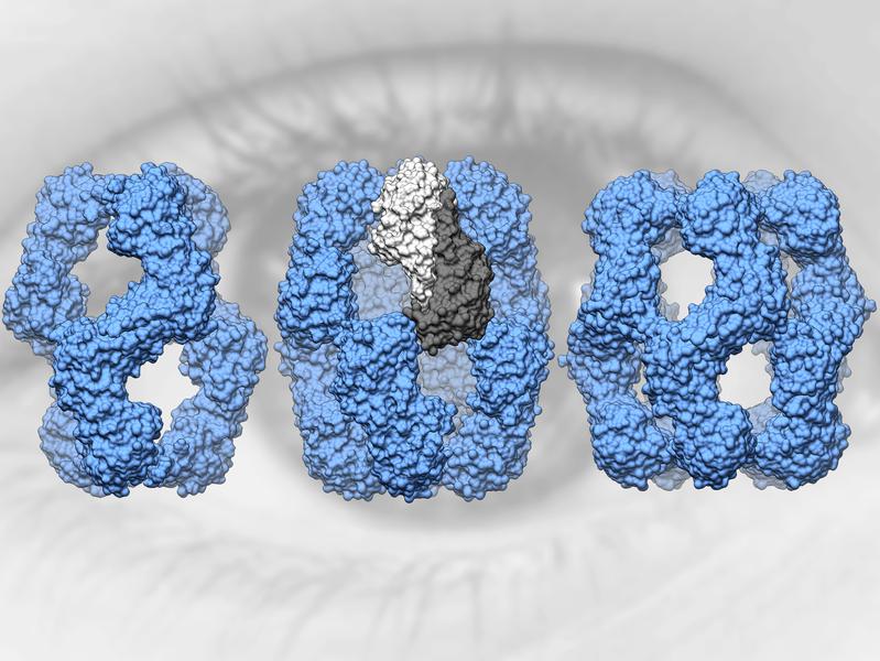 Human alpha-A crystallin forms structures of 12, 16 and 20 subunits (from left to right). Two subunits (center, dark and light gray) form a dimer. 