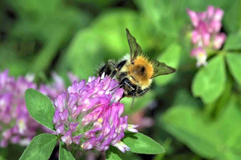 In cities, the dominant pollinators are bumble bees.