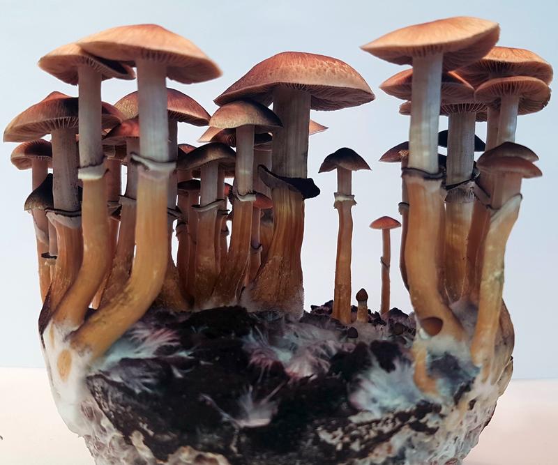 Der kubanische Kahlkopf, Psilocybe cubensis, verfärbt sich durch eine Verletzung an der Unterseite blau. Er war Teil der zugrundeliegenden Untersuchungen.