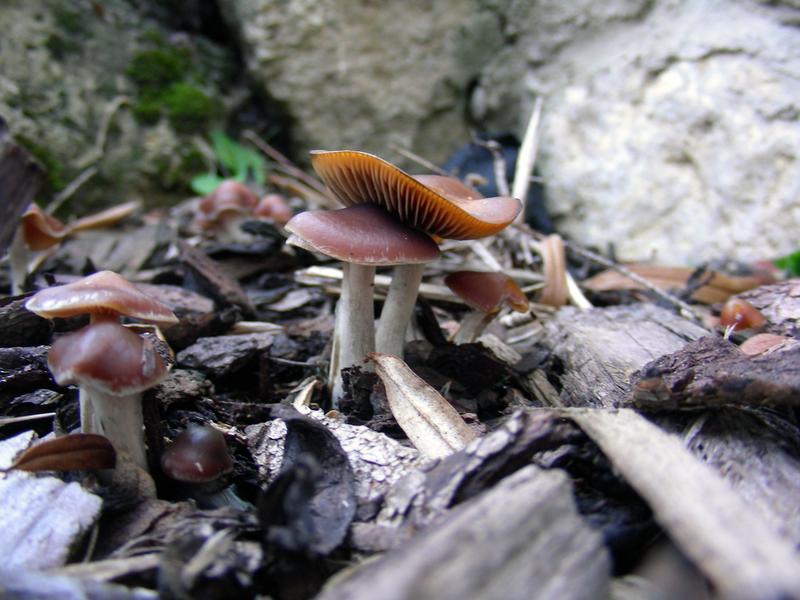 Auch der bläuende Kahlkopf, Psilocybe cyanescens, reagiert bei Verwundung mit einer blauen Verfärbung. Er trägt die Farbe bereits im Namen.