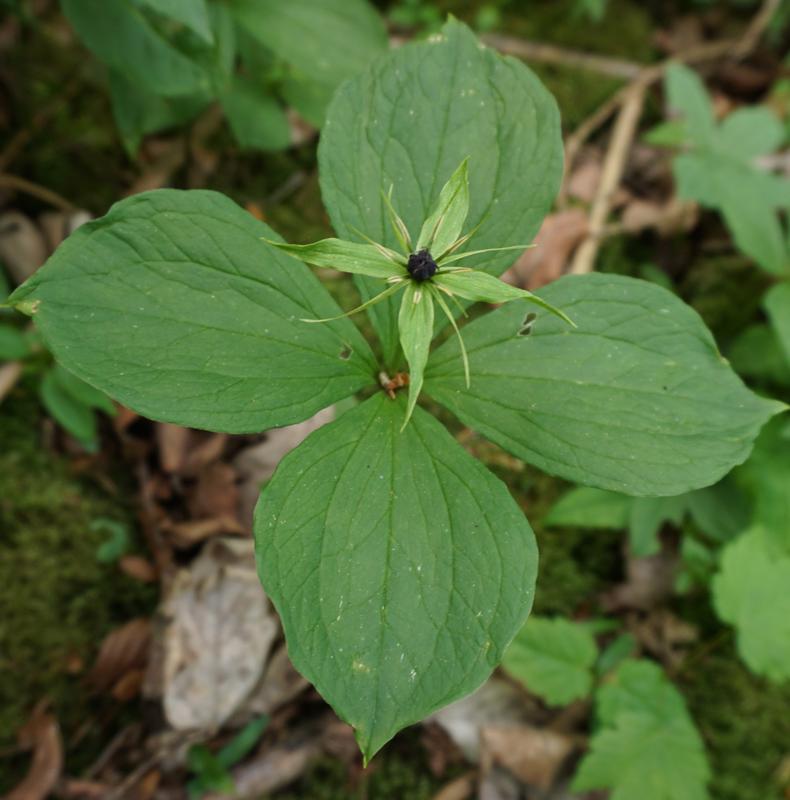 Vierblättrige Einbeere (Paris quadrifolia). 