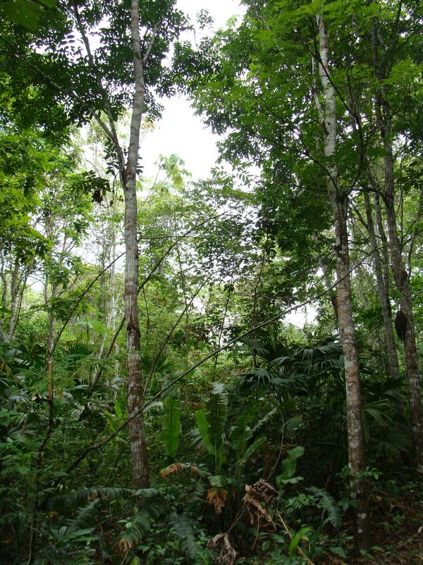 Natural forest in Panama 