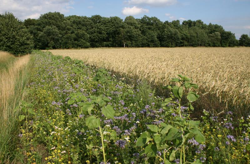 Blühstreifen am Rande eines Roggenfeldes