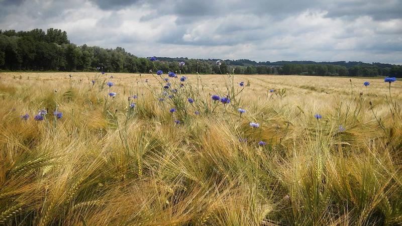 Forscher*innen der Universität Wien und der BOKU haben berechnet, welche Einflüsse die Landwirtschaft und der Klimawandel in Zukunft auf die Artenvielfalt in den Alpen haben.