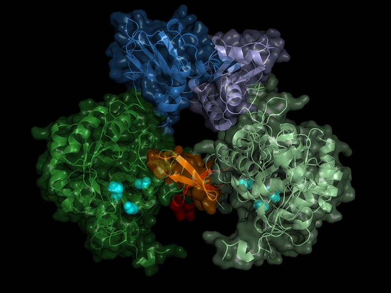 Struktur der IMP-Dehydrogenase des Parasiten: Das Enzyme bildet im aktiven Zustand Paare (Dimere), der Schalter des Enzyms (die Bateman-Region) ist in Blautönen dargestellt. 