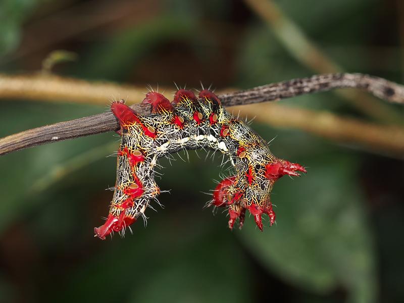 Zahnspinnerraupe, Panguana Station, westliches Amazonien, Peru