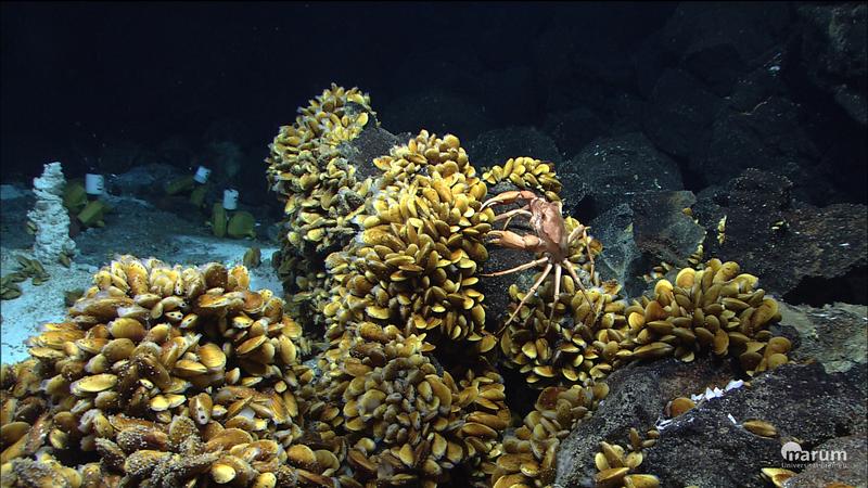 Bathymodiolus-Muscheln und andere Bewohner der Hydrothermalquellen am Mittelatlantischen Rücken vor der Küste der Azoren. 