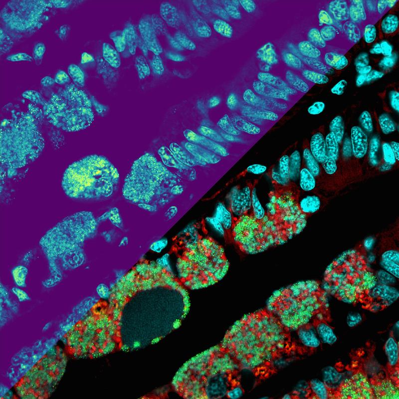 Die Metabolitenverteilungen als Heatmap (oberer linker Teil der Abbildung); Die untere rechte Seite des Bildes zeigt mikroskopische Details der Mikroben (in Rot und Grün) und der Muschelkerne (Cya