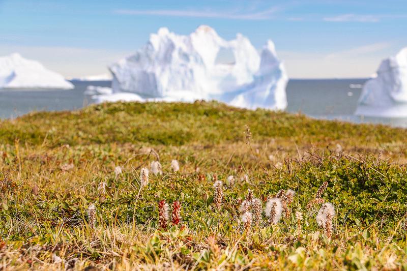 Strauchtundra auf Grönland 