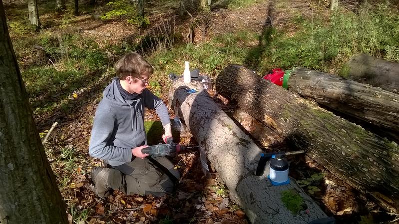 Sebastian Vogel, Doktorand an der Ökologischen Station, entnimmt Totholzproben für die genetische Bestimmung von Pilzen und Bakterien.