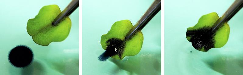 Ein Rohöltropfen auf einer Wasseroberfläche wird sekundenschnell von einem Blatt des Schwimmfarnes Salvinia adsorbiert und aus dem Wasser gezogen. 