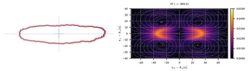 Visualisierung eines Ringpolymers während der Inflationsphase unter starker Scherung.