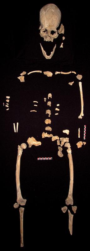 Pieces of the prehistoric skeleton. 