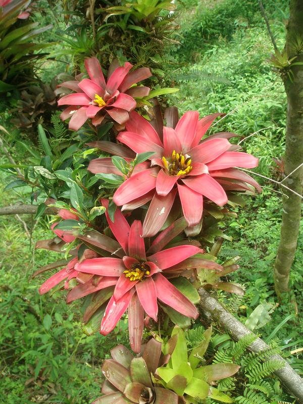 Wie viele Arten der Bromeliengewächse ist auch Guzmania sanguinea vom Aussterben bedroht.