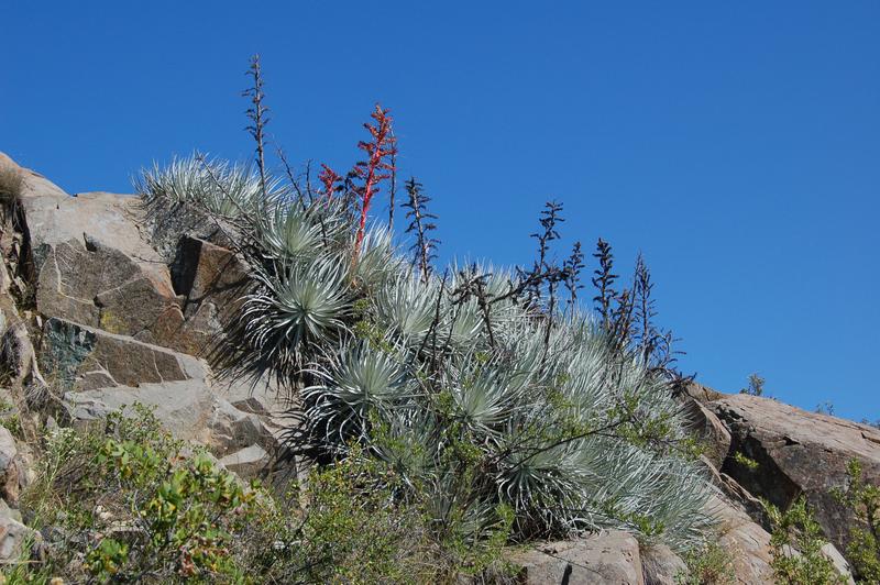 Vor allem lithophytische Pflanzen, die direkt auf Gestein wachsen, sind vom potentiellen Aussterben betroffen.