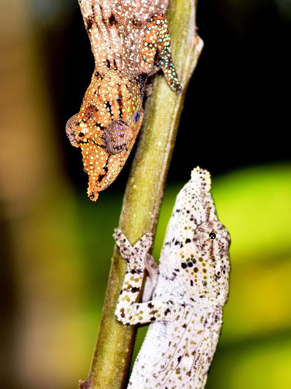 Two females of Calumma radamanus show territorial behavior when they meet due to their colorful displaying coloration.