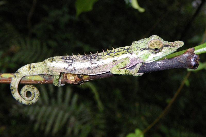 Male of the new chameleon species Calumma emelinae from the Makira rainforest in Eastern Madagascar.