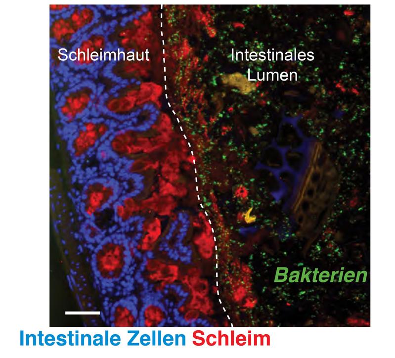 Billionen von Darmbakterien (grün) beeinflussen nicht nur das Immunsystem oder Gehirn, sondern steuern auch Nervenzellen, die für die Darmbewegung und somit eine gesunde Verdauung zuständig sind.