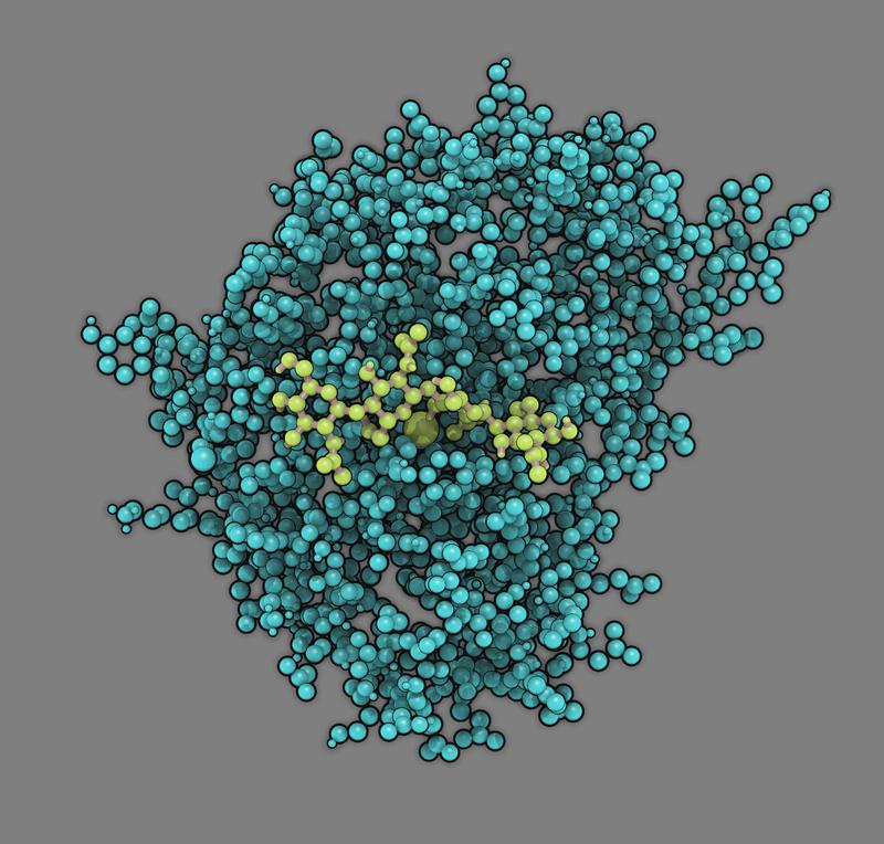 Model of the enzyme chitosan deacetylase (turquoise) with its substrate chitosan (light green) bound in its active site 