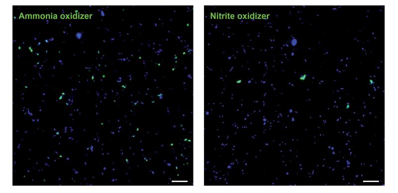 Einzelzell-Aufnahmen von Ammoniak-oxidierenden Archaeen und Nitrit-oxidierenden Nitrospinae in der Umwelt. Die unterschiedliche Häufigkeit und Größe kann klar erkannt werden. 