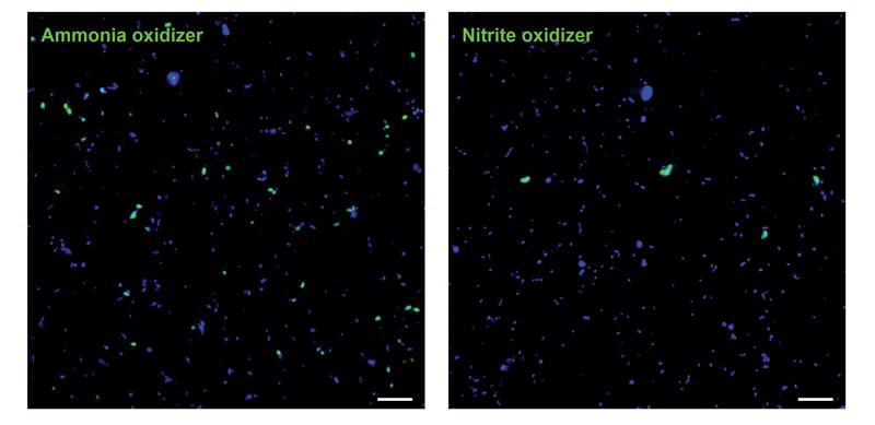 Pictures of ammonia-oxidizing Archaea and nitrite-oxidizing Nitrospinae (both green). The differences in abundance and size are clearly visible.