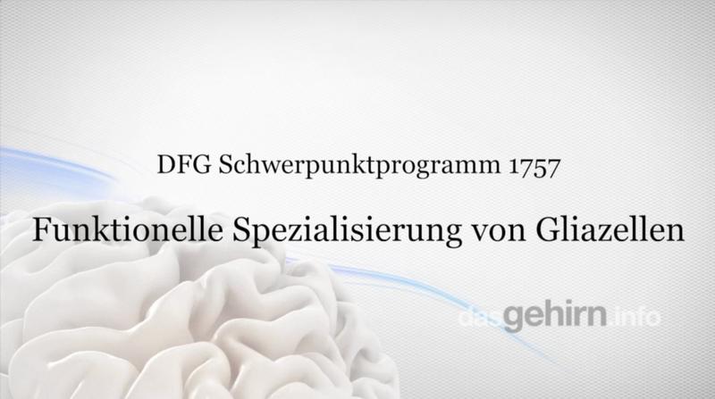 Videodokumentation der Tagung des SPP 1757 „Funktionelle Spezialisierung von Gliazellen“. 